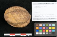 Foto (Objekt + Etikett) von Plantae indet.  (NHMW-GEO-2024-0188-11572)